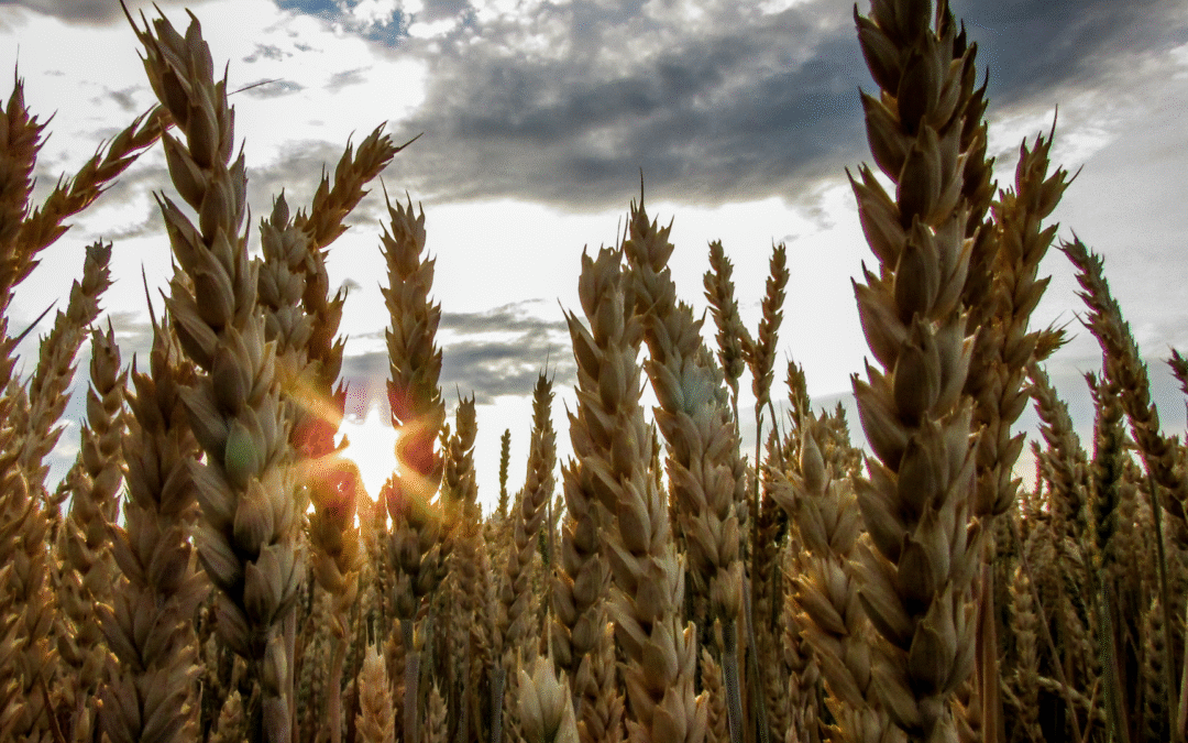 Grain processing facility with silos and conveyor systems under blue sky, representing a valuable agribusiness asset